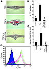 Anti–c-Fms mAb blocks TNF-α–induced osteoclastogenesis and bone resorption