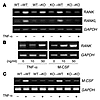 (A) TNF-α increases RANK mRNA expression in vivo. BM was obtained from WT t