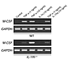 TNF-α induces M-CSF mRNA expression by BM stromal cells independent of IL-1