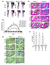 Stromal cells or BMMs mediate optimal inflammatory osteolysis. Mice in each