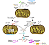 Checkpoints for apoptosis in the mitochondrial pathway. Most mammalian cell