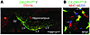 Distribution of CX3 CR1/GFP/+ MG 9 day