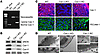 Characterization of carotid arteries from WT, Cav-1 KO, and Cav-1 RC mice.