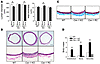 Cav-1 is necessary for chronic flow-induced remodeling in vivo, an effect r