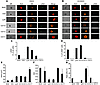 Distinct NOD/SCID spleen cell populations were latently infected with KSHV.