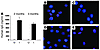 KSHV-specific human antibody production in NOD/SCID-hu mice inoculated with