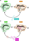 Schematic depiction of the structural differences between the substrate-bin