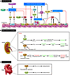 Roles of the COX isozymes in cardiovascular (A and C) and renal (B) biology