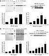 Use of an antibody to phospho-Ser345 demonstrates that G