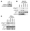 Effect of MAPK inhibitors on GM-CSF– and TNF-α–induced p