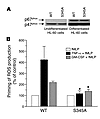 Mutation of p47phox -Ser345 to Ala inh