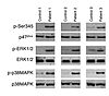 Phosphorylation of p47phox on Ser345 a