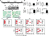 Absence of intestinal luminal IgG in FcRn–/–