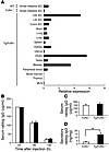 IgG transport into the lumen of IFABP-mFcRnTg/mβ2mTg/FcR