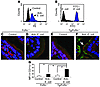 Luminal bacterial antigens transported as an immune complex across intestin