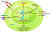 Integration of lipid metabolic and inflammatory signaling in macrophages by