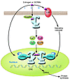 Models of estrogen action. In the “classical” pathway of estrogen action (i