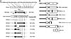 Exon structure, primary transcript, and common mRNA splice variants of the