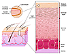 Schematic diagram of the stages of epidermal differentiation, resulting in