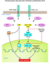 Potential cellular mechanisms for activating inflammatory signaling.