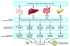 Mechanisms of β cell compensation for insulin resistance.