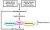 Adiponectin hypothesis for insulin resistance, the metabolic syndrome, and