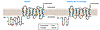 Structure of adiponectin receptors.