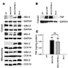 Characterization of mouse models.