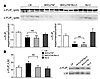 Myocardial c-FLIPL and C-FLIPS levels.