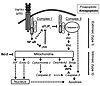 Pro- and anti-apoptotic proteins that govern the extrinsic and intrinsic ce