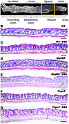 Myd88–/– and Ptgs2–/– mouse rectums were susceptible to DSS-induced injury.