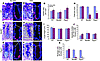 Goblet cell reorganization and loss of epithelial proliferation in the rect