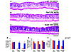 Exogenous dmPGE2 rescued the rectal phenotype of DSS-treated Ptgs2–/– and M