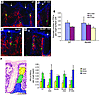 Myd88-dependent alteration of PSC distribution toward the crypt base niche