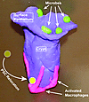 Model of the key cells that maintain ColEP proliferation and crypt morpholo