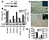 TACE cleaves AREG and TGF-α and is necessary for T4-2 cell proliferation.