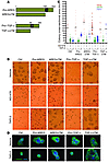 TAPI-2–induced reversion of T4-2 cells is a direct result of inhibition of