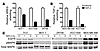 Suppression of growth factor shedding by TAPI-2 in a panel of breast cancer