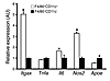 Increased inflammatory gene expression in F4/80+CD11c+ ATMs.