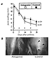 Joint swelling is reduced after αvβ3 antagonist administration in AIA. (a)