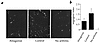 Synovial vascularity is decreased after αvβ3 antagonist treatment. (a) Cryo