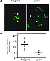 Vascular cell apoptosis is associated with αvβ3 antagonist treatment. (a)Sy