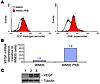 Introduction of Akt into WM35 cells results in increased intracellular ROS.