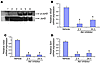 Akt inhibition downregulates VEGF, rictor, and Sirt1.