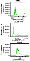 Amplicon 1 TGCE electropherogram tracings for WM35 cells, WM35 PKB cells, a