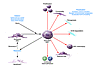 Repertoire of activities of the activated myofibroblast-like HSC.