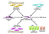 Diagramatic representation of the possible sources of liver myofibroblasts.