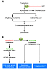 Molecular mechanisms of IDO-induced immunosuppression.