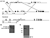 Inactivation of Ews by gene targeting.