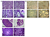 Ews–/– mice are defective in spermatogenesis and oogenesis.